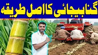 Sugarcane Farming Complete Guide 2026 | High Yield Sugarcane Cultivation Step by Step