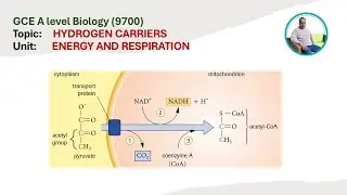 Hydrogen Carriers | Energy and Respiration | GCE A level Biology (9700)
