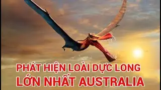 Kh&aacute;m ph&aacute; thế giới: Ph&aacute;t hiện lo&agrave;i dực long lớn nhất Australia