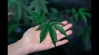 The Marijuanas Plants with little balls