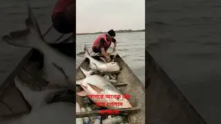 সাগরের সব থেকে বড় মাছ মাছের ভিডিও এত বড় মাছ কিভাবে ধরলাম #fishingshorts #shorts #fishinglife