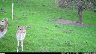 D&Ouml;RR SnapShot Cloud Pro 4G WA | fallow deer | Damwild | Full HD | 1080P | 100&deg; | Wide Angle