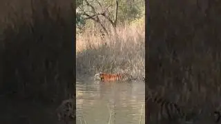 Wow Super sighting|Wonderful sighting| catwalk| beautiful 🤩| Tiger Reserve booking 🔥 #viral #injoy