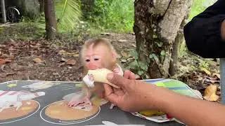 Baby monkey tantrums.🐒#BabyMonkey #MonkeyLovers #viral #reels #trending #photography