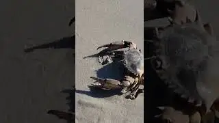 When Crabs Attack #crab #attack #beautiful #danger #beach #crabs #ocean #oceanwaves #subscribe