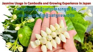 Jasmine Usage in Cambodia and Growing Experience in Japan