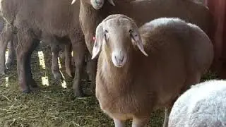 ярки 2020 обзор не продаются