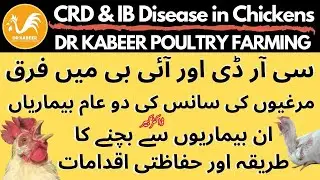 CRD and IB Disease Difference in Poultry | पोल्ट्री प्रचालन में CRD बीमारी नियंत्रण | Dr Kabeer