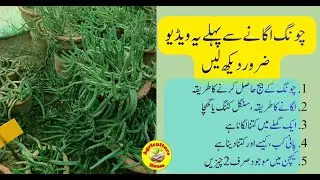Caralluma Growing Tips/ Chung ko ugany sy pehly ya video zaroor dikh lin