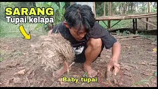 Menemukan sarang tupai kelapa,ada anaknya