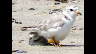 Piping Plovers:The Secretive Coastal Specialist - Dr. Peter W.C. Paton