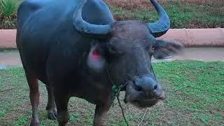 Buffalo mud bath to protect against insects from biting
