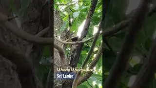 ME #reallifeorganicgarden  #mindfulwatching  #woodpecker #woodywoodpecker #srilanka #visitsrilanka
