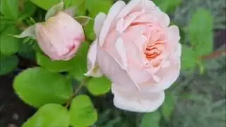 R&oacute;ża The Lady Gardener * r&oacute;ża angielska