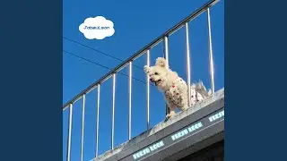 앞으로 지나가 걸어야 해 - You Have to Walk Forward