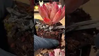 Luxury Indoor Succulent Care 🌵 Create a Minimalist Home Garden That Lasts