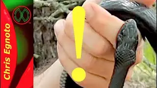 SNAKE BITE CAUGHT ON CAMERA!
