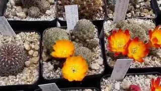 Sulcorebutias