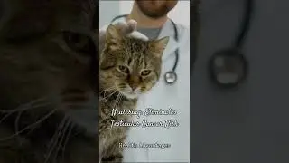 The Shocking Benefits of Spaying/Neutering Your Cat (Beyond Population Control)  #quickfacts