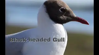 Black-headed gull up close: Slow-motion, Birds, Interesting