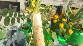 GARDENING WITH ANKU is live!