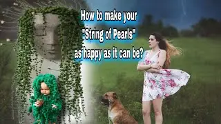 How to take care of String of Pearls? Tips and Care