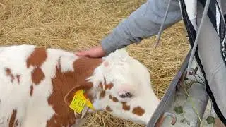 German dairy farm