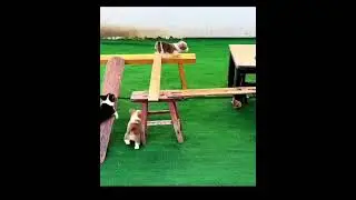 Here's a funny video to start your day 🤣#viralvideo #Trending #doggos #funny