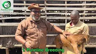 How we make money - rearing goats by Prof John Abraham Godson @pilgrimranchltd