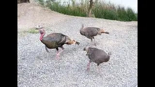 Camping at Rye Patch in Nevada- TURKEY INFESTATION!
