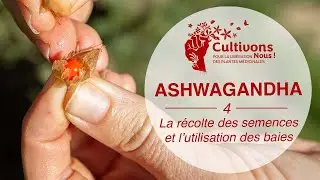 IV. La r&eacute;colte des semences et l'utilisation des baies [Cultivons-nous ! #2]