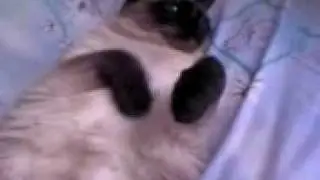 MOV00007