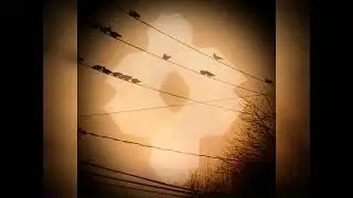 Augurs Audio Cult - Congregation Of The Black Passerines