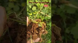 ECR SIVAM PROPERTIES #80 cent farm land semman property village pavunjur thar road shorts