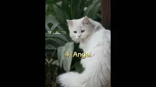 TOP 5 BEST NAMES FOR WHITE CATS 🐱 (PART 2) #cat #short #shorts #mycat