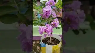 Jarul Plant - Pride of India //lagerstroemia speciosa _ Lythraceae