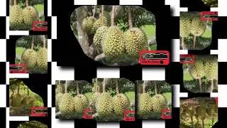 The durian is the edible fruit of several tree species belonging to the genus Durio.