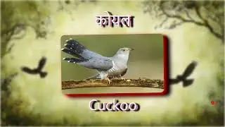 पक्षियों के नाम हिंदी और इंग्लिश में | Bird Name in English and Hindi | Popular Birds .