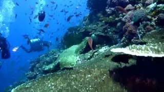 Diving Batu Bolong, Komodo National Park, Indonesia