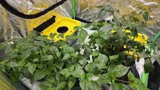 Grow Tent -Set-Up and Common Components