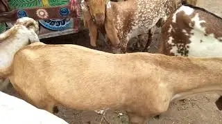نیا مال آگیا ۔ماشاءاللہ boota gee goat farm