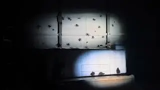 Halloween projector illusion &ldquo;Creepy Crawlies 2&rdquo; using AtmosFX