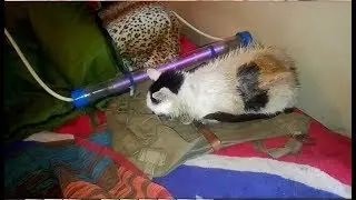 Precious Kitty 'GoldDigger', Healing oils and Nutrients, C, Aug 19, 2019