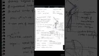 Muscles of Scapula & Back | Origin Insertion Nerve Supply | Diagram#shorts