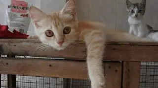 A Day in the Life of My Cute Cat 🐱 | Funny & Adorable Cat Daily Routine #DailyCat #CatVideo