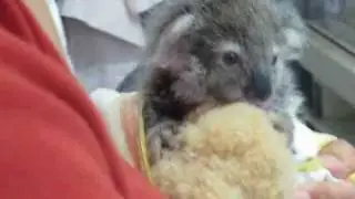 Tinkerbell: tiny koala joey feeding