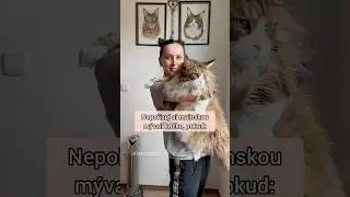 Nepořizuj si mainskou m&yacute;val&iacute; kočku, pokud&hellip; ☝️😬🐱 #mainskamyvali #mainskamyvalikocka #kocky