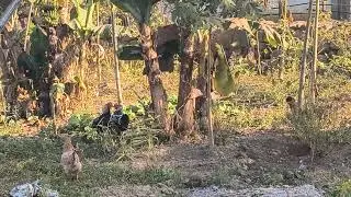 Little Cocks, fighting till one Surender,2025.