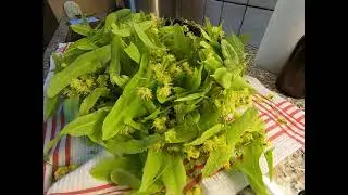 How to make  Tilia/Linden /Basswood Flower Syrup &brvbar; Lindenbl&uuml;tensyrup