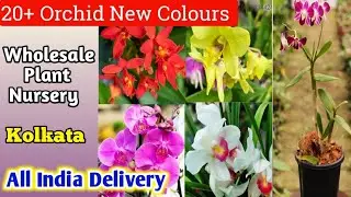Orchid plant sale online | Orchid plant in wholesale price | kolkata nursery horticultureking